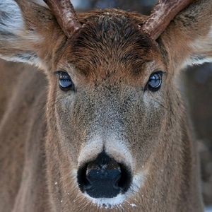 Meet your Posher, Peter